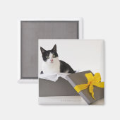 Studio-opname van zwarte en witte kat in cadeaudoo magneet (Voorkant / Achterkant)