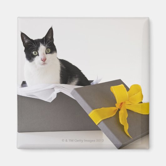 Studio-opname van zwarte en witte kat in cadeaudoo magneet (Voorkant)