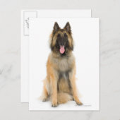 Studio portret Belgische herderhond Briefkaart (Voorkant / Achterkant)