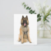 Studio portret Belgische herderhond Briefkaart (Staand voorkant)