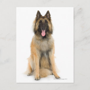 Studio portret Belgische herderhond Briefkaart