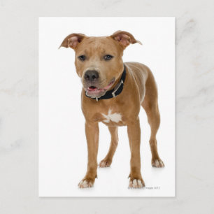 Studio-portret van Amerikaanse pit bull puppy 2 Briefkaart
