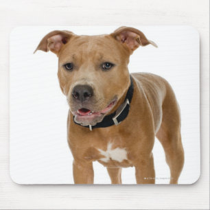 Studio-portret van Amerikaanse pit bull puppy 2 Muismat
