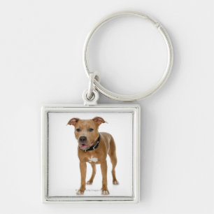 Studio-portret van Amerikaanse pit bull puppy 2 Sleutelhanger