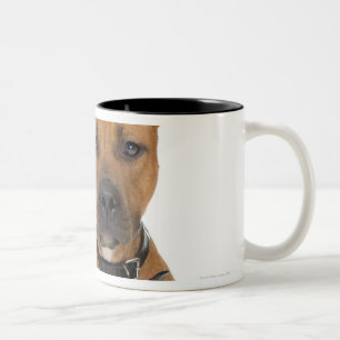 Studio-portret van Amerikaanse pit bull puppy 3 Tweekleurige Koffiemok