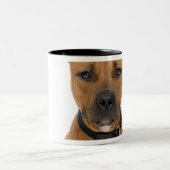 Studio-portret van Amerikaanse pit bull puppy 3 Tweekleurige Koffiemok (Center)