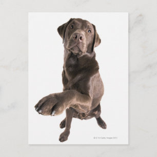 Studio-portret van Chocolate Labrador Briefkaart