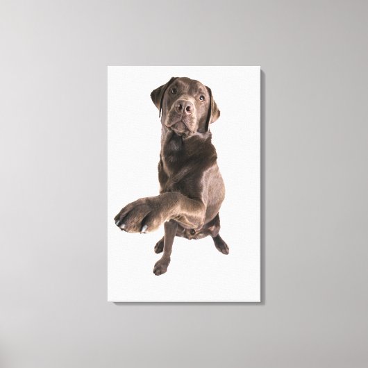 Studio-portret van Chocolate Labrador Canvas Afdruk (Voorkant)