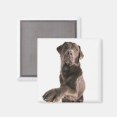 Studio-portret van Chocolate Labrador Magneet (Voorkant / Achterkant)