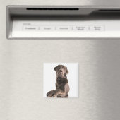Studio-portret van Chocolate Labrador Magneet (Insitu (Vaatwasser))