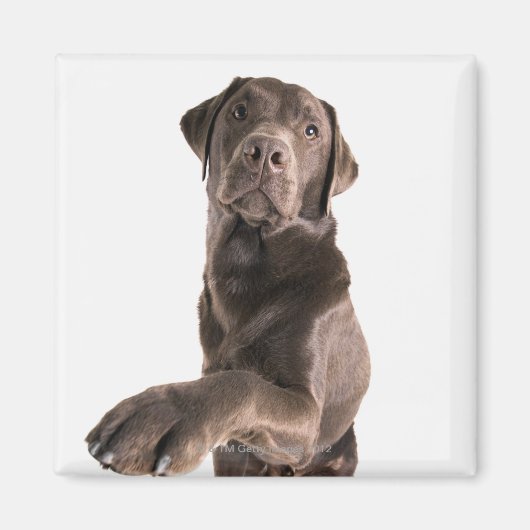 Studio-portret van Chocolate Labrador Magneet (Voorkant)