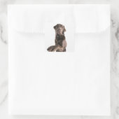 Studio-portret van Chocolate Labrador Vierkante Sticker (Tas)