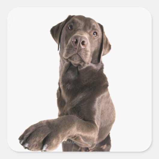 Studio-portret van Chocolate Labrador Vierkante Sticker (Voorkant)