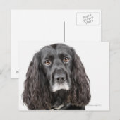 Studio-portret van cockerspaniel briefkaart (Voorkant / Achterkant)