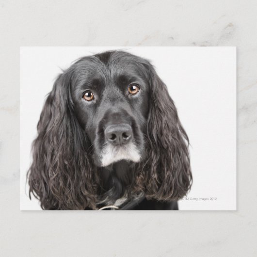 Studio-portret van cockerspaniel briefkaart (Voorkant)