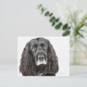 Studio-portret van cockerspaniel briefkaart (Staand voorkant)