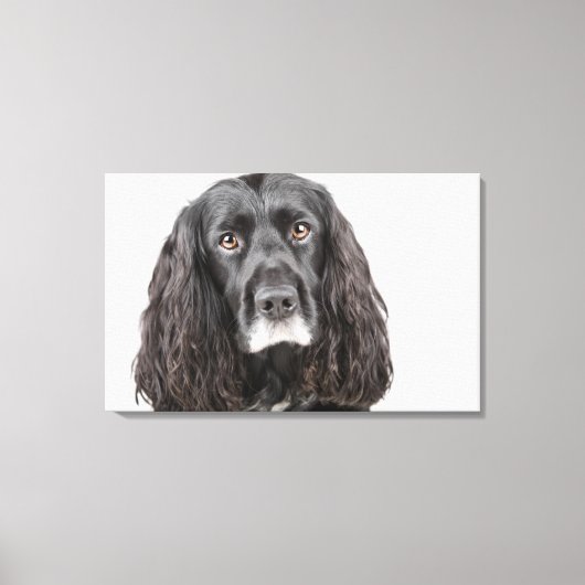 Studio-portret van cockerspaniel canvas afdruk (Voorkant)