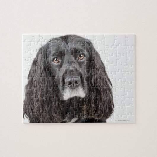 Studio-portret van cockerspaniel legpuzzel (Horizontaal)