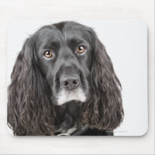 Studio-portret van cockerspaniel muismat