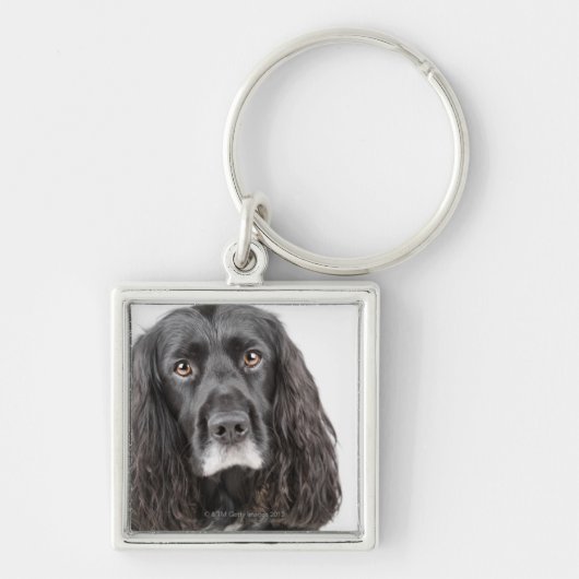 Studio-portret van cockerspaniel sleutelhanger (Voorkant)