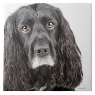 Studio-portret van cockerspaniel tegeltje
