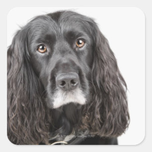 Studio-portret van cockerspaniel vierkante sticker