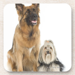 Studio-portret van de Belgische herder en Shih Tzu Onderzetter