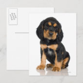 Studio-portret van Rottweiler-puppy Briefkaart (Voorkant / Achterkant)