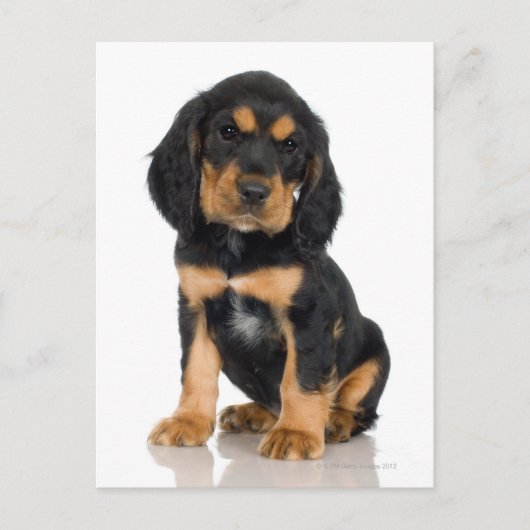 Studio-portret van Rottweiler-puppy Briefkaart (Voorkant)