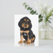 Studio-portret van Rottweiler-puppy Briefkaart (Staand voorkant)