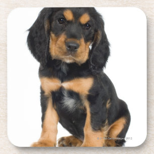 Studio-portret van Rottweiler-puppy Drankjes Onderzetter