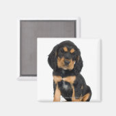 Studio-portret van Rottweiler-puppy Magneet (Voorkant / Achterkant)