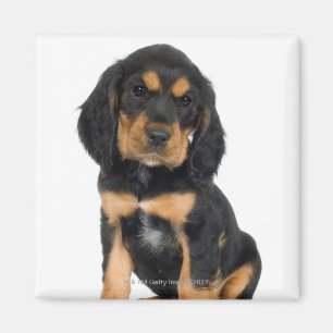 Studio-portret van Rottweiler-puppy Magneet