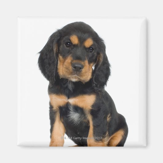 Studio-portret van Rottweiler-puppy Magneet (Voorkant)