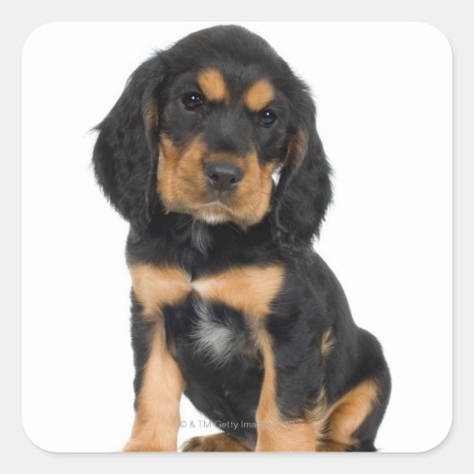 Studio-portret van Rottweiler-puppy Vierkante Sticker (Voorkant)