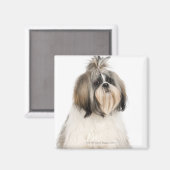 Studio-portret van Shih Tzu Magneet (Voorkant / Achterkant)