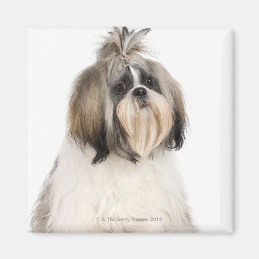 Studio-portret van Shih Tzu Magneet (Voorkant)