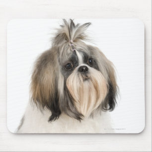 Studio-portret van Shih Tzu Muismat