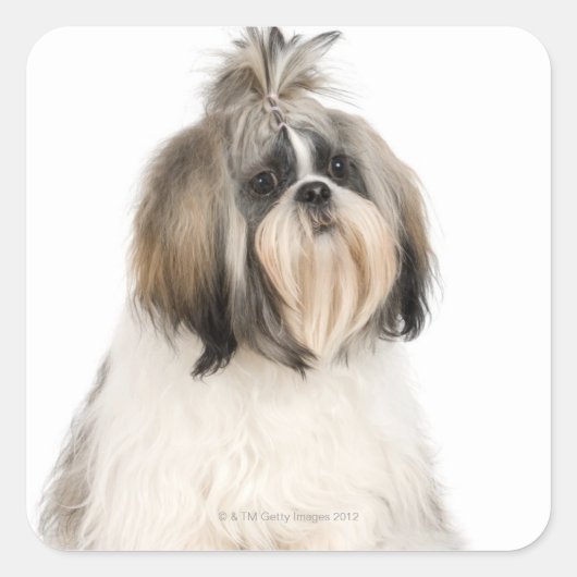 Studio-portret van Shih Tzu Vierkante Sticker (Voorkant)