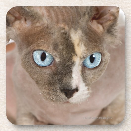 Studio-portret van Sphynx-kat Bier Onderzetter (Voorkant)