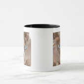 Studio-portret van Sphynx-kat Mok (Midden)