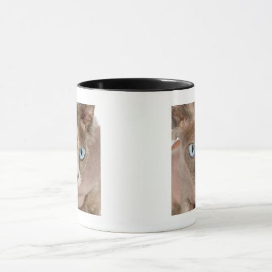 Studio-portret van Sphynx-kat Mok (Midden)