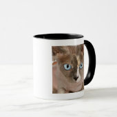 Studio-portret van Sphynx-kat Mok (Voorkant rechts)