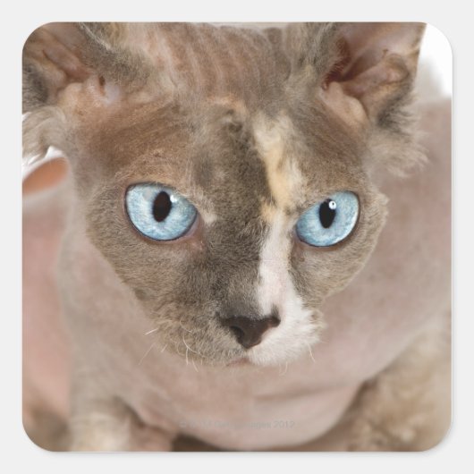 Studio-portret van Sphynx-kat Vierkante Sticker (Voorkant)