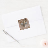 Studio-portret van Sphynx-kat Vierkante Sticker (Envelop)