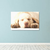 Studio-portret van Yellow Labrador Retriever Canvas Afdruk (Insitu (Houten vloer))