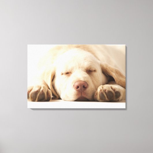 Studio-portret van Yellow Labrador Retriever Canvas Afdruk (Voorkant)