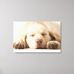 Studio-portret van Yellow Labrador Retriever Canvas Afdruk