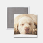 Studio-portret van Yellow Labrador Retriever Magneet (Voorkant / Achterkant)