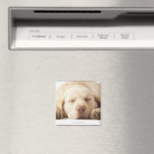 Studio-portret van Yellow Labrador Retriever Magneet (Insitu (Vaatwasser))